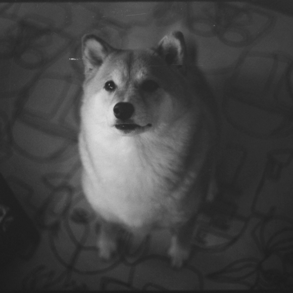 schizomint